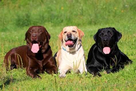 Illustration eines sprechenden Labradors namens Mani, der eine Aktentasche hält und einen positiven Ausdruck hat.