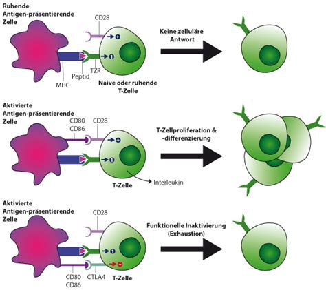 Immuntherapie-Konzept: Aktivierung von T-Zellen zur Bekämpfung von Krebszellen