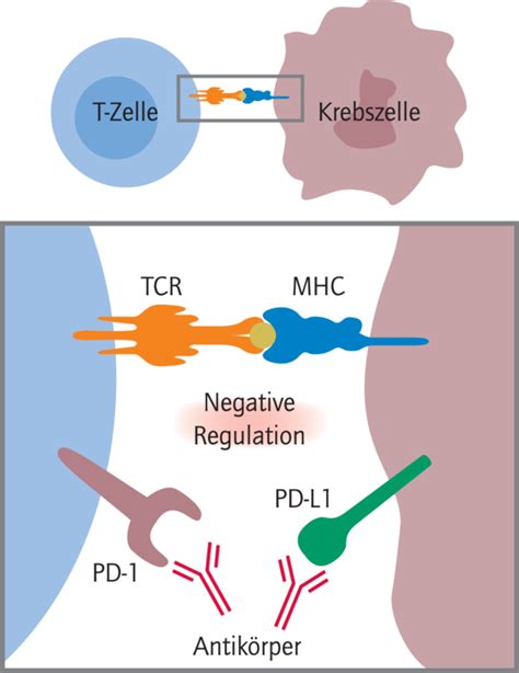 Diagramm zur Ansprechrate von Pembrolizumab bei TNBC, aufgeschlüsselt nach PD-L1-Status