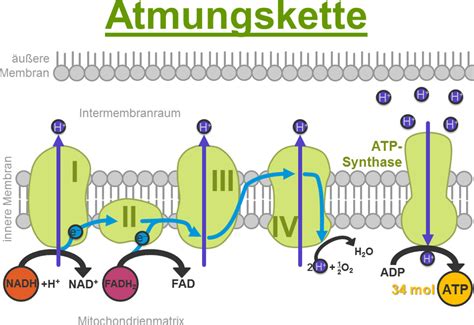 schematische Darstellung der mitochondrialen Atmungskette mit Cytochrom c als Bindeglied zwischen Komplex III und IV