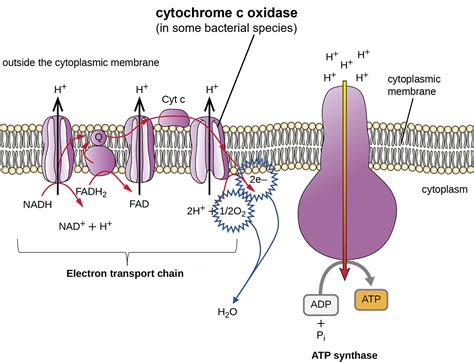 3D-Struktur der Cytochrom c Oxidase mit Hervorhebung der Metallzentren Häm a, Häm a3 und CuB