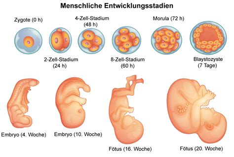 Schema der menschlichen Schwangerschaft mit den verschiedenen Entwicklungsstadien von Embryo und Fötus