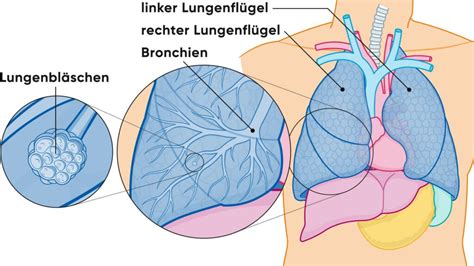 Querschnitt durch die Lunge eines Fötus, der die Entwicklung der Lungenbläschen zeigt