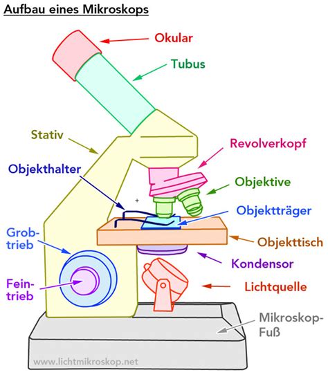 Illustration eines Mikroskops mit Fokus auf Zellstrukturen