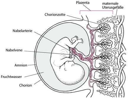 Ein Baby, das komplett in seiner Fruchtblase geboren wird, umgeben von Fruchtwasser.