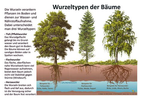 Schema der Wuchsform eines Süßkirschenbaums mit breit ausladender Krone