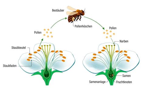 Infografik, die die gegenseitige Bestäubung von Kirschbäumen mit unterschiedlichen Sorten zeigt