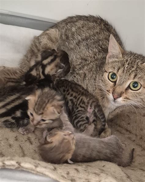 Eine Mutterkatze liegt schlafend neben ihren gesunden Jungtieren in einem gemütlichen Körbchen.