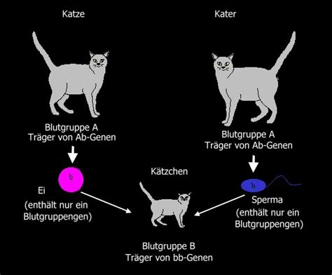 Infografik, die die verschiedenen Blutgruppen bei Katzen und die mögliche Unverträglichkeit zwischen Mutter und Jungtier erklärt.