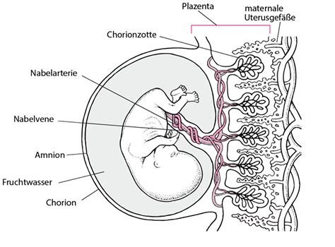 Illustration einer Fruchtblase mit einem heranwachsenden Embryo