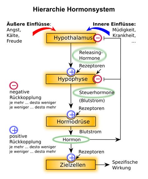Schema des weiblichen Hormonsystems und der Eierstöcke
