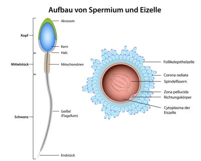 Schema der Befruchtung: Links ein Spermium, das in eine Eizelle eindringt; rechts die daraus resultierende Zygote.