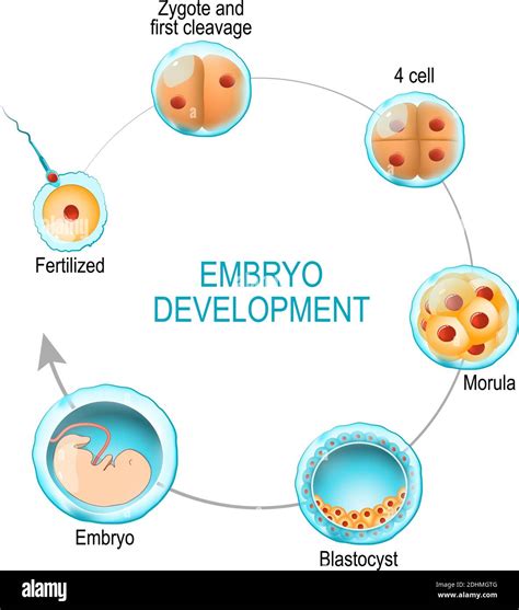 Schema der frühen Embryonalentwicklung: Von der Zygote über Morula zur Blastozyste.