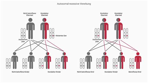 Schema der autosomal-dominanten und autosomal-rezessiven Vererbung von Zystennieren