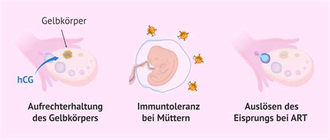 Schema, das den Prozess des Nachweises von hCG in einem Schwangerschaftstest erklärt und die Rolle der Flüssigkeitsaufnahme bei der Verdünnung des Urins hervorhebt.
