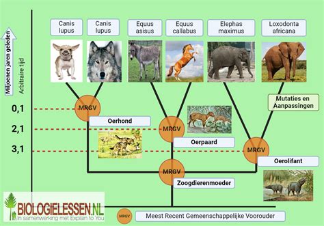 Illustratie van verschillende soorten babystoffen