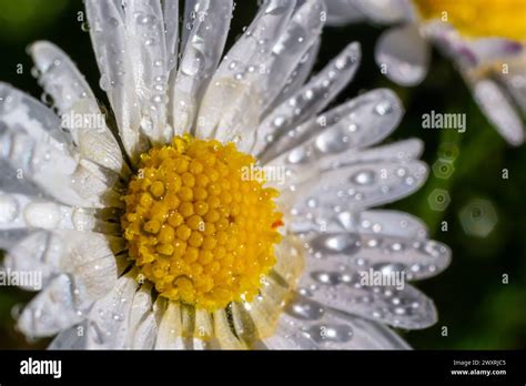 Nahaufnahme der blühenden Immortelle in der Macchia