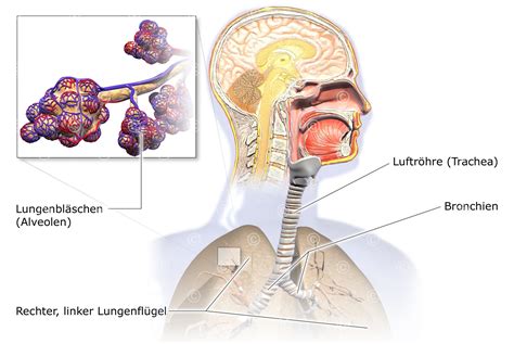Schema von Luftkammerrädern, die die Luftbläschen im Material zeigen
