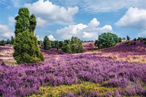 Landschaft der Lüneburger Heide mit blühendem Heidekraut