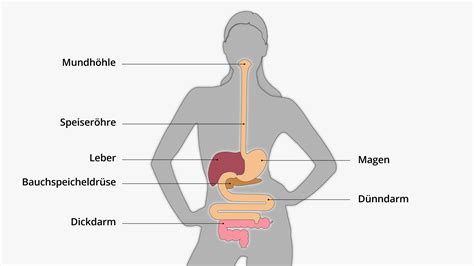 Schema der Verdauung eines Babys mit Fokus auf Ballaststoffe und Fruchtzucker