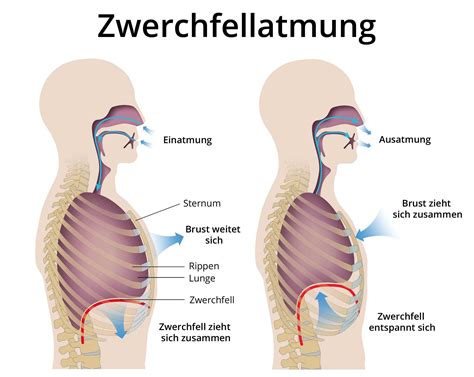 Schema des Zwerchfells und seiner Funktion bei der Atmung