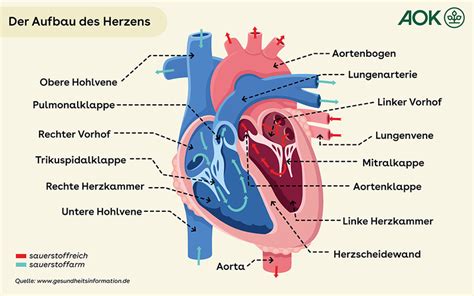 Schema des fetalen Herzens mit Darstellung der Blutflüsse