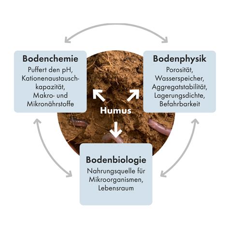 Infografik, die die positiven Auswirkungen von Humus auf Bodenstruktur, Wasserhaltevermögen und Nährstoffverfügbarkeit darstellt.