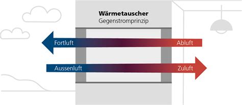 Schema einer Schweineplazenta mit Angabe der Austauschfläche