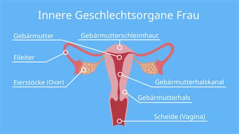 Schema der weiblichen Fortpflanzungsorgane einer Sau