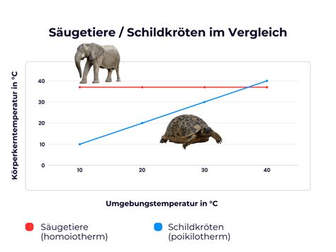Diagramm, das den Tagesrhythmus der Körpertemperatur bei Sauen zeigt