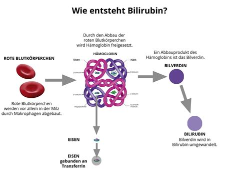 Schemazeichnung, die den Abbau roter Blutkörperchen und die Entstehung von Bilirubin sowie dessen Ausscheidung zeigt.