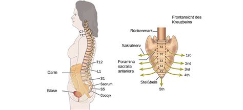 Schematische Darstellung der Ausrichtung des Muttermundes: sakral, medial und zentriert.
