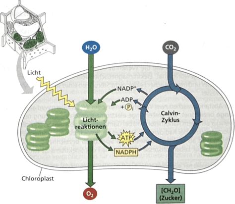 Schema des Photosyntheseprozesses mit Licht- und Dunkelreaktion