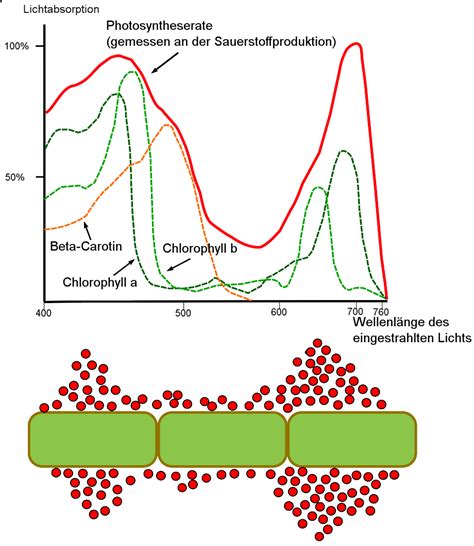 Absorptionsspektren von Chlorophyll a, b und β-Carotin sowie Engelmannscher Bakterienversuch zur Bestimmung des photosynthetischen Wirkspektrums