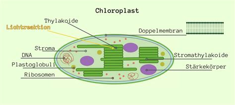Darstellung des Ascorbat-Glutathion-Zyklus zur Entgiftung von ROS in den Chloroplasten