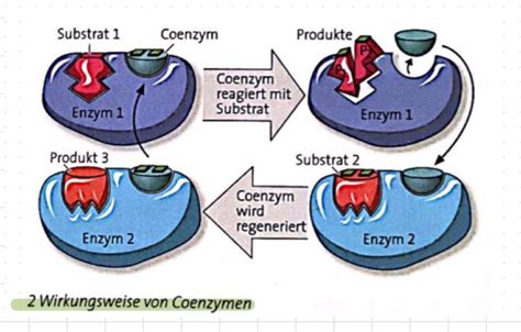 Schema der Wirkungsweise von Clotrimazol auf die Pilzzellmembran