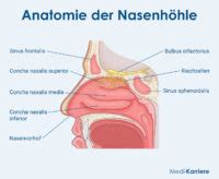 Schema der Nasenhöhle und der Nasennebenhöhlen