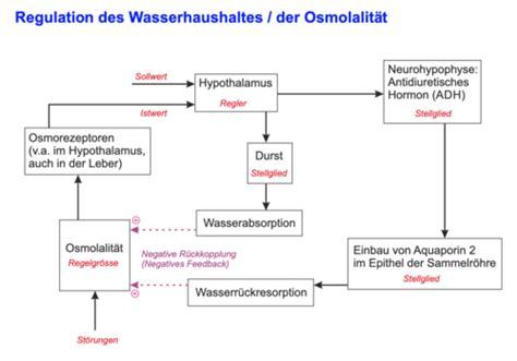 Schema des Wasserhaushaltes im menschlichen Körper
