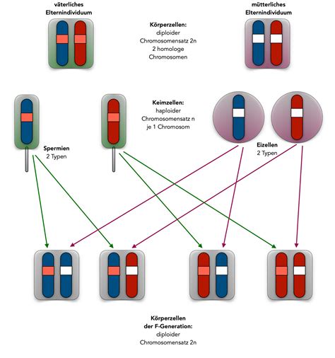 Schematische Darstellung epigenetischer Vererbung