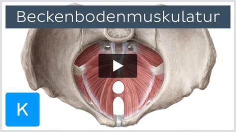 Illustration der Anatomie des Beckenbodens mit Hervorhebung der verschiedenen Muskelschichten