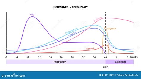 Schema der hormonellen Veränderungen in der Frühschwangerschaft