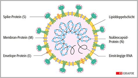 Schema der SARS-CoV-2-Struktur und des Viruslebenszyklus