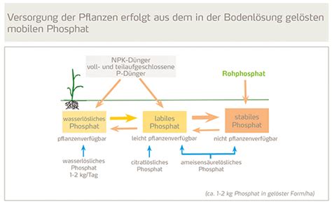 Schema der Nährstoffaufnahme einer Pflanze