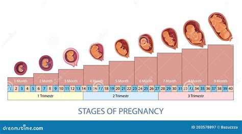 Infografik: Phasen der Schwangerschaft und Wochenbettbetreuung