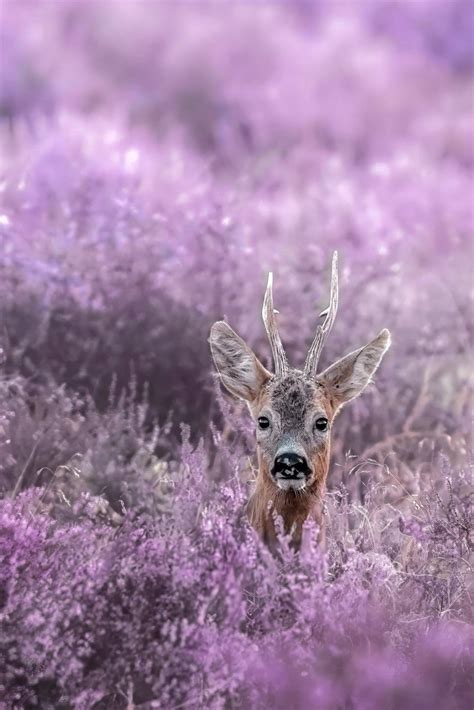 Nahaufnahme der lila blühenden Heide im Spätsommer