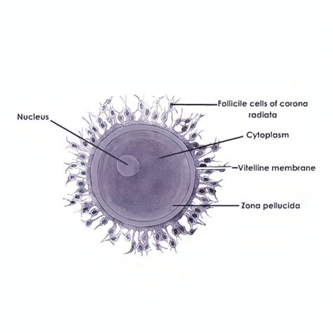 schematische Darstellung des Hatchings eines Embryos aus der Zona pellucida