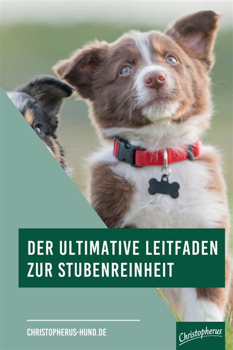 Schema zur Unterstützung der Stubenreinheit bei Welpen mit Zeitplan und Beobachtungstipps