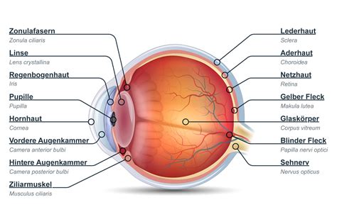 Schema der Augenanatomie mit Hervorhebung der wichtigsten Strukturen wie Hornhaut, Linse und Netzhaut