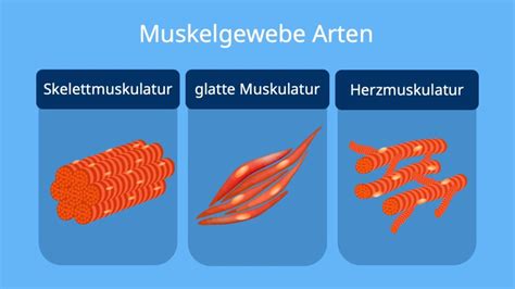 Vergleich von vaginalem Gewebe vor und nach der Lasertherapie