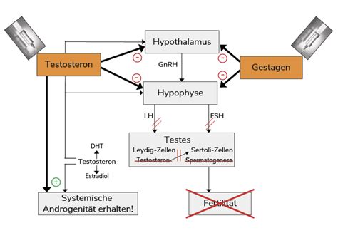 Schematische Darstellung der hormonellen Steuerung des Brunstzyklus bei Rindern